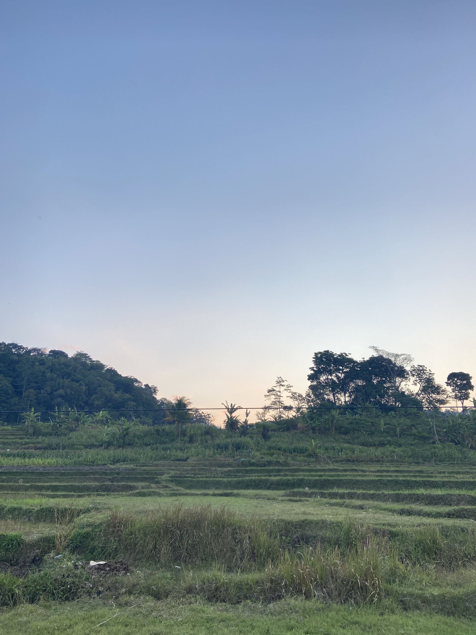 Pemandangan Sawah Dusun Tanubayu