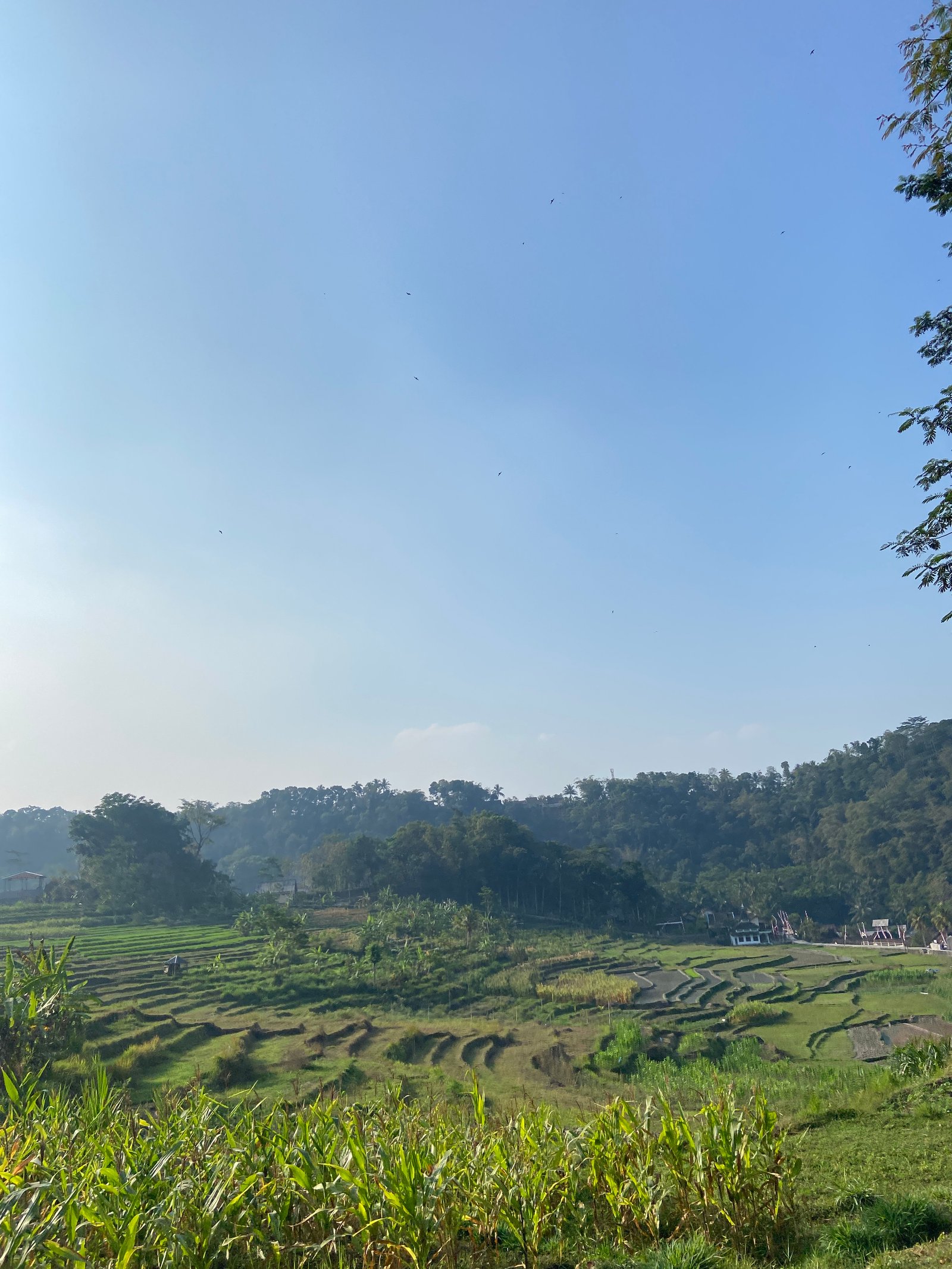 Pemandangan Sawah Dusun Tanubayu